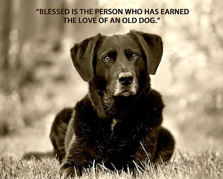 love-of-an-old-dog love-of-an-old-dog