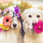 hondbloemen hondbloemen